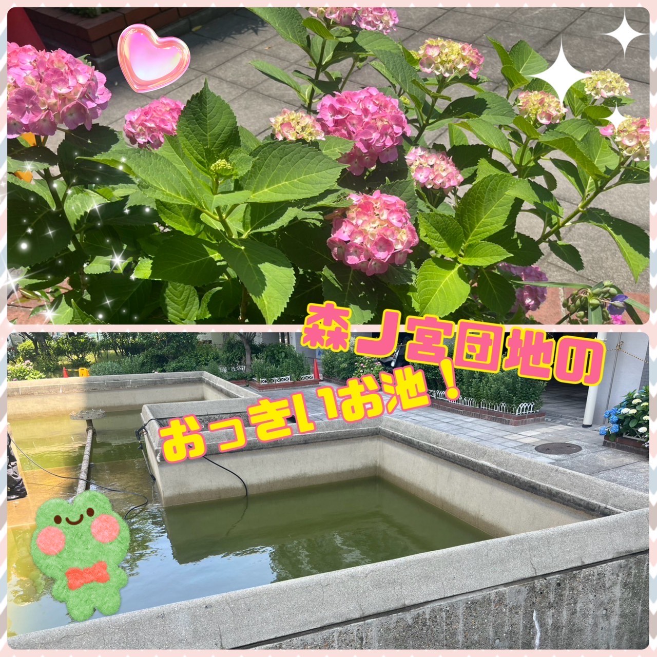 🌹森之宮団地の風物詩🌹