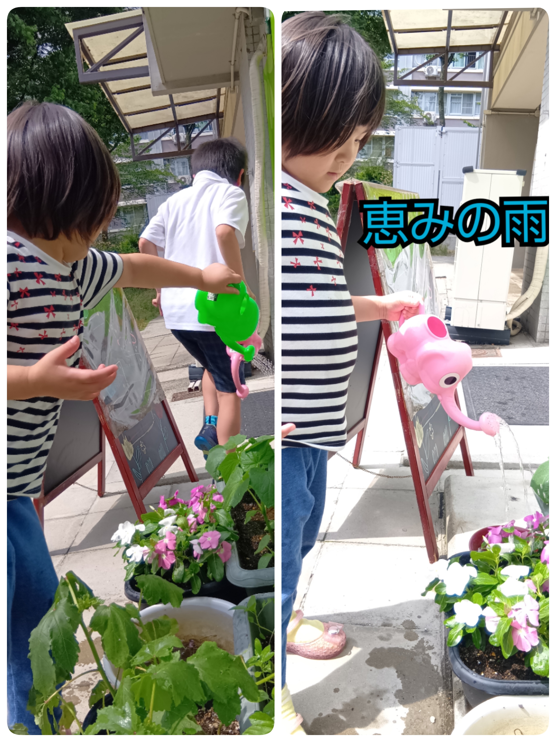 水やりをしました！　その３